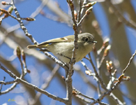 Ruby crowned Kinglet 6789